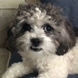 Meet your Posher, Suzanna